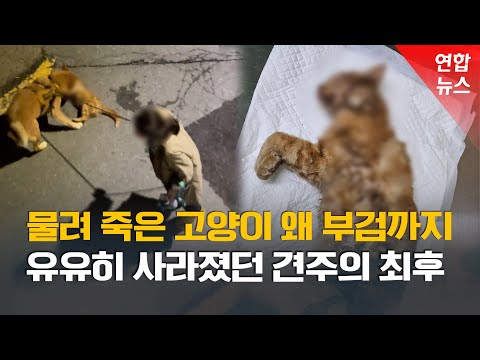 목줄 놓은 사이 반려견이 길고양이 물어 죽여…견주 고발 / 연합뉴스 (Yonhapnews)
