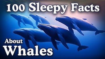The Most Relaxing Facts About Whales to Fall Asleep To