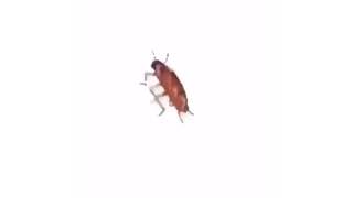 The Roach Dance 2