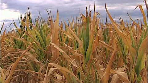 Traditional Methods Help Farmer Beat Drought