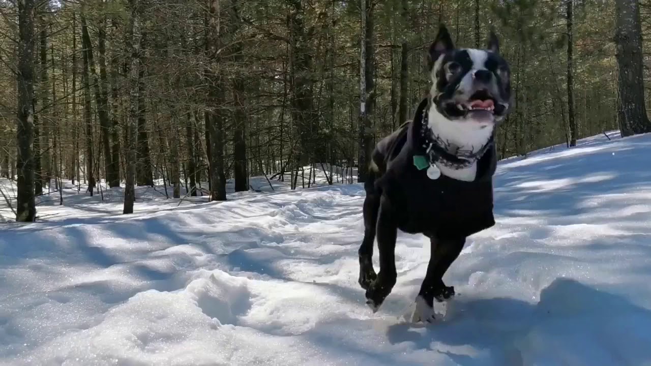 Boston Terrier Hiking YouTube