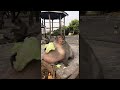 Obese monkey eats lettuce  viralhog