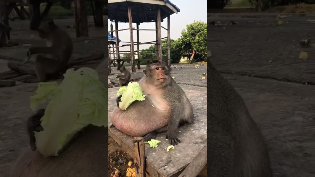 Obese Monkey Eats Lettuce || ViralHog