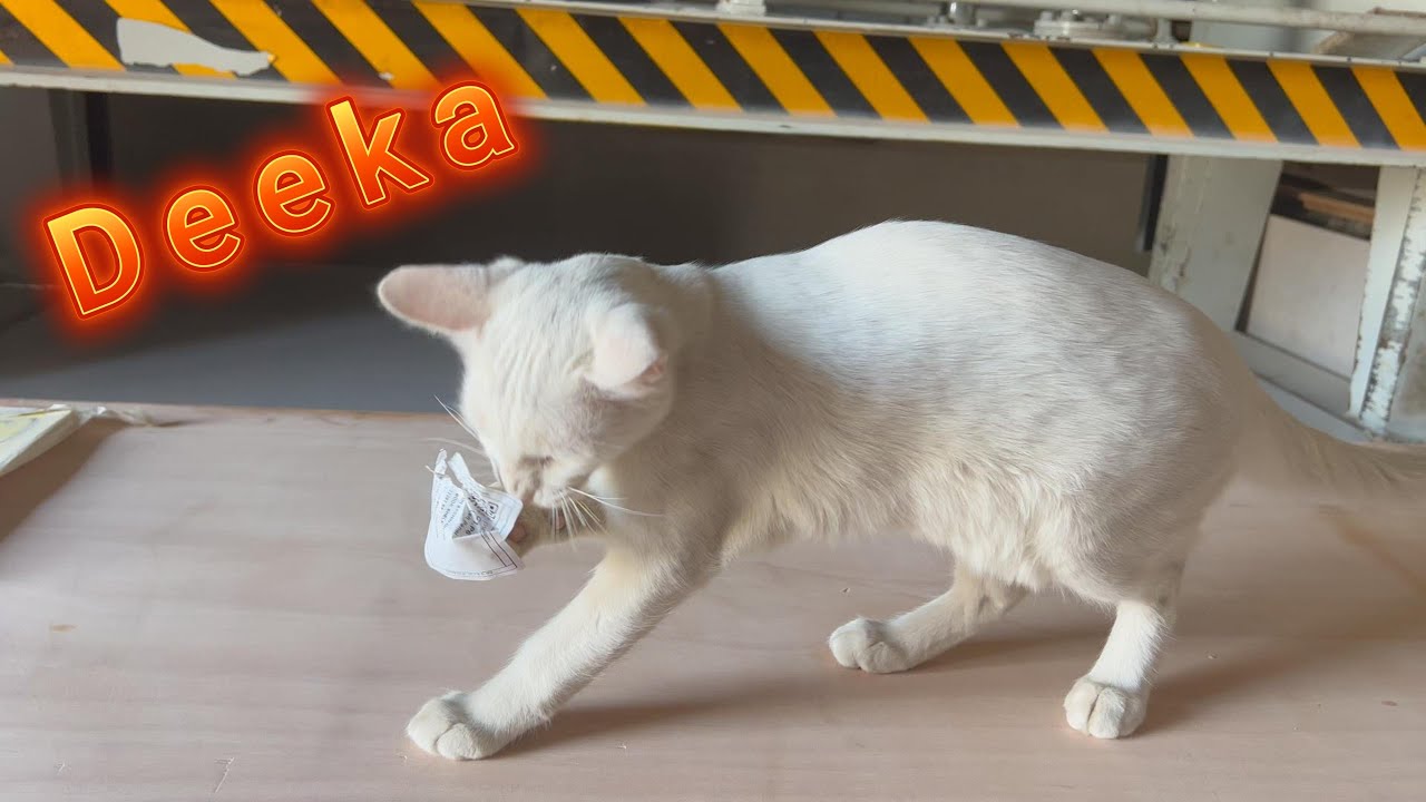 Ena Meena Deeka Hai Pareshan 🤓