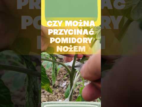 🍅✂️✂️ Czy wiesz,
