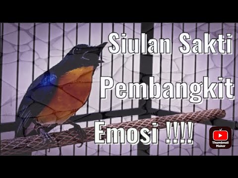 Suara Tledekan Gacor Terbukti Ampuh 100%|| KACER PASTI NGAMUK DAN KONSLET@DAHLAN KMK birds farm