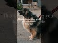 Hold Your Dog Accountable #dogtraining #dogtrainingtips #dogtrainingadvice