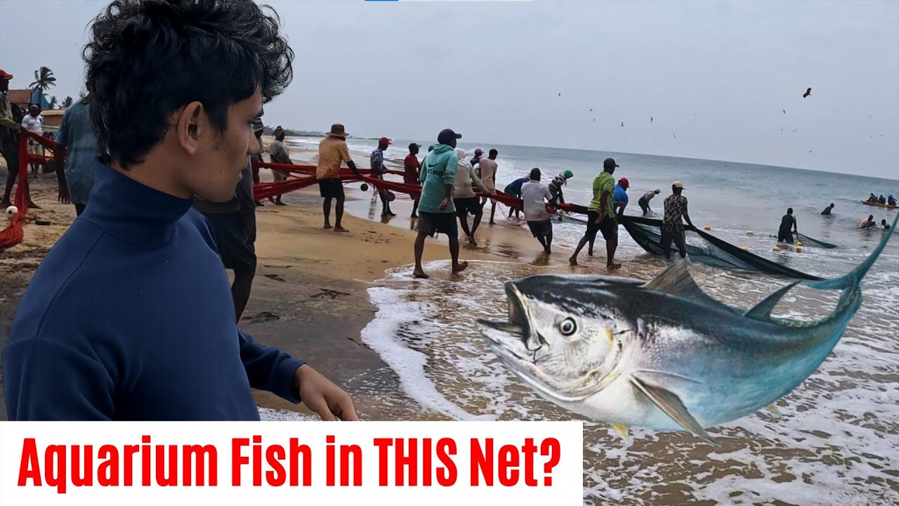 I Went to Find Aquarium Fish in Fishing Nets… This Happened!