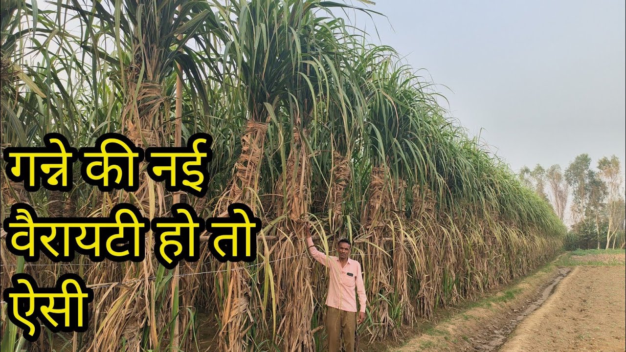 यह है असली गन्ने की वैरायटी#8005 #ganna #