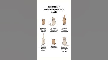Tail language: deciphering your cat