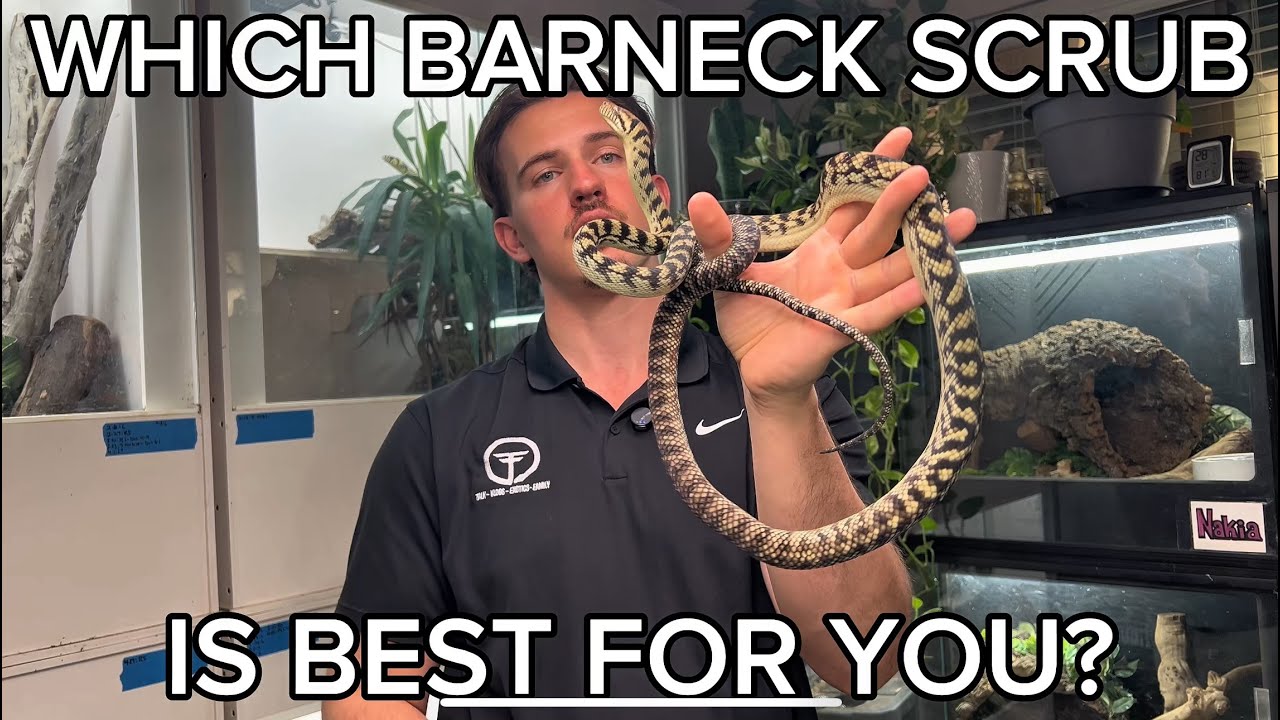What Is The BEST Type Of Barneck Scrub Python?! - YouTube