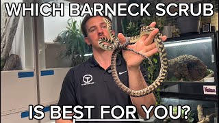 What Is The BEST Type Of Barneck Scrub Python?!