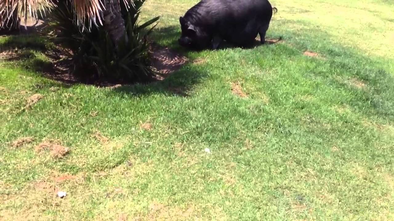 Beach Pig petco hours