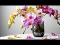Orquídeas que curam com sua beleza🌸 | Energia e Equilíbrio para sua Alma.