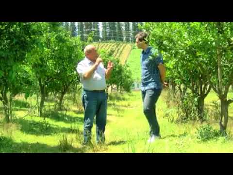 ციტრუსის ბაღის მოვლა: წამლობა, აგრო ვადები, აგროტექნიკა