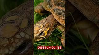 comment les  tortues se defendent