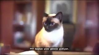 Ankara Büyükşehir Makamına Kedi Oturdu!
