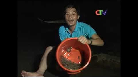 Bắt ốc len, xổ vuông lượm cá tôm ở rừng U Minh   YouTube