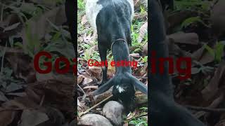 #goat#eating #shortvideo