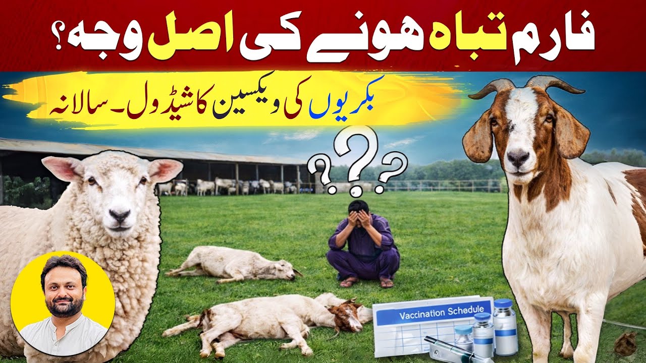 Vaccination schedule of goat /sheep | PPR , CCPP, ETV , FMD vaccine of ...