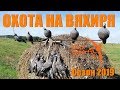 Охота на вяхиря с чучелами 2019. Поиск, маскировка, советы