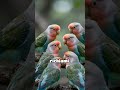 L’inseparabile Può Stressarsi Per Troppo Silenzio? #inseparabili #animalifacili