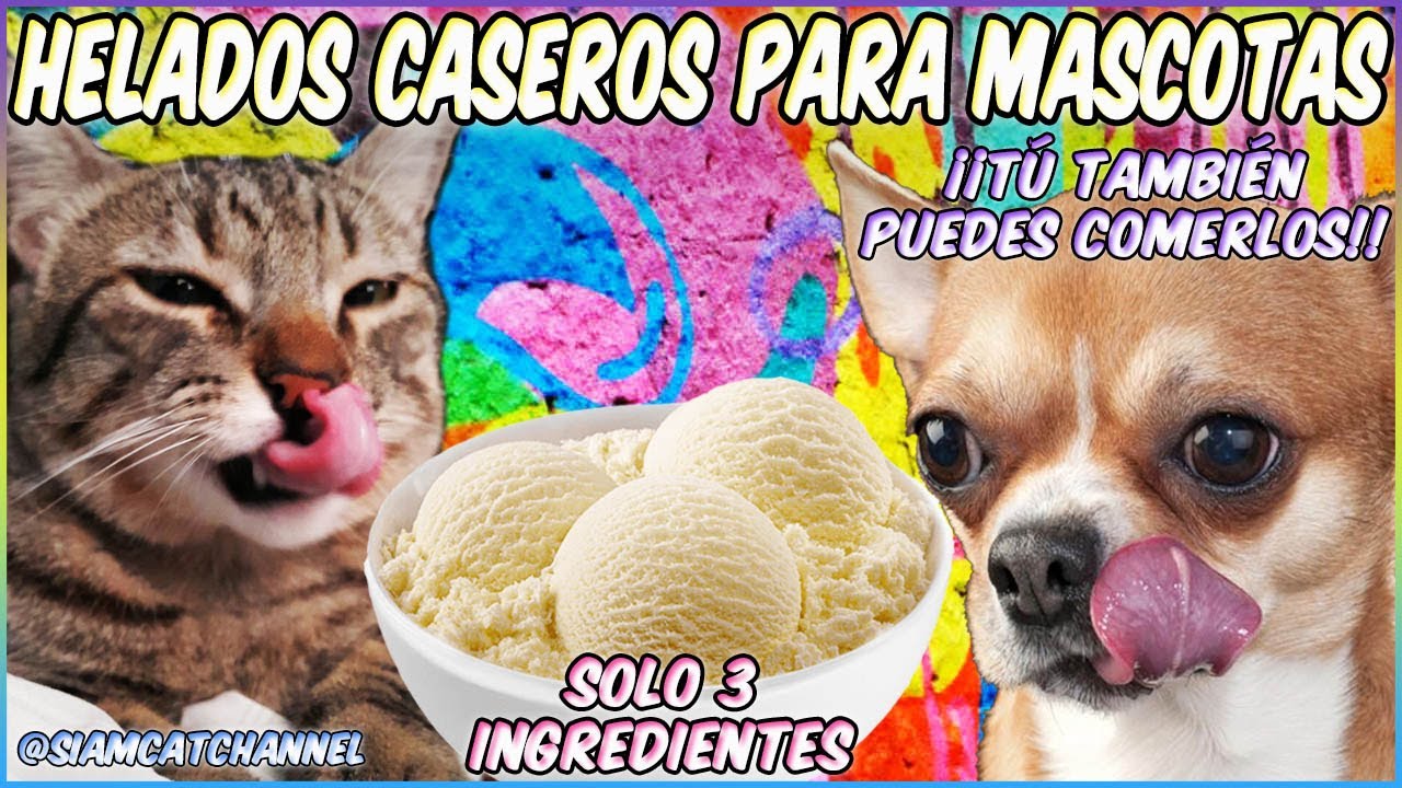 HELADOS PARA MASCOTAS  SOLO 3 INGREDIENTES, 2 RECETAS FÁCILES Y SALUDABLES - SiamCatChannel