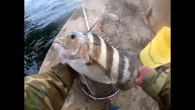 Catching Burbot with the WrapFishingSystem by Mossy Head Bait Company 