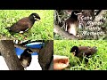 Little Mynah Bird Playing, Eating Grasshoppers In The Garden | Kiwi Baby Myna Bird Funny Bird Videos