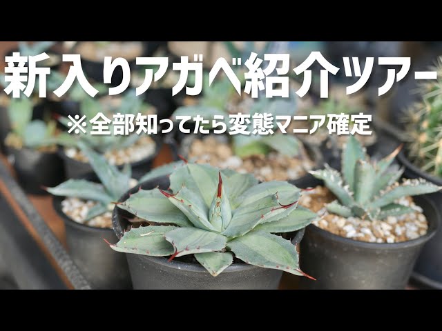 アガベ沼】新入り30株アガベ紹介ツアー！全部知ってたらマニアです 