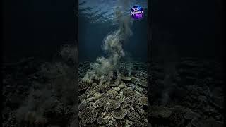 Corals look like motionless rocks, but once a year they do something incredible. #reels