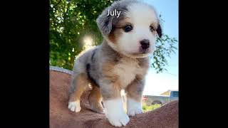 your month your puppy