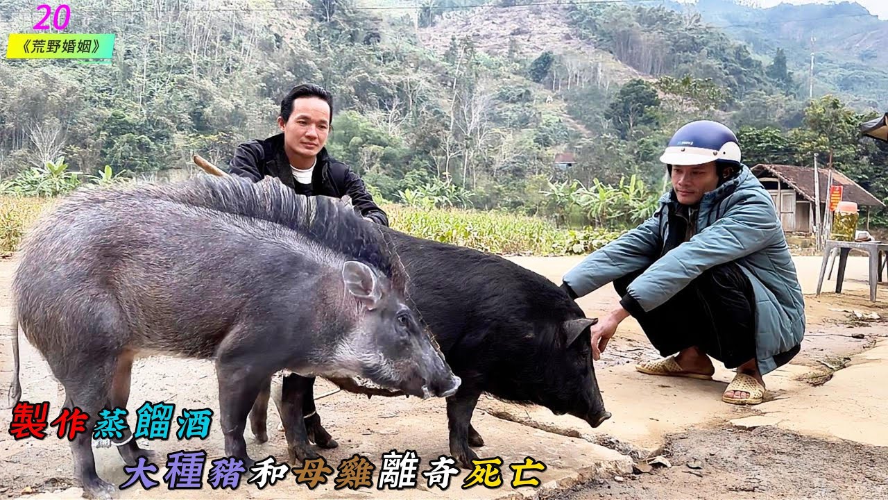 製作蒸餾酒，大種豬和母雞離奇死亡《荒野婚姻》20