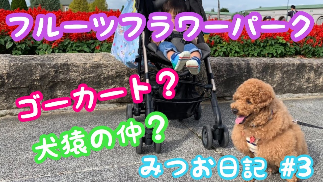 フルーツフラワーパーク ゴーカートって最高 トイプードル ひつじ犬みつお日記 3 Youtube