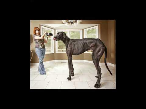 Eng katta itlar - YouTube