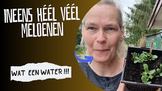 Ineens HEEL VEEL meloenen. Wat een water weer !!!