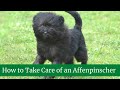 Affenpinscher Size and Weight, Health Issues, Temperament, Food and Diet, Maintenance and Grooming