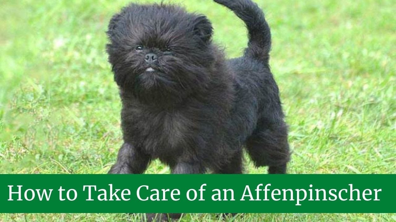 Affenpinscher Size And Weight Health Issues Temperament Food And affenpinscher-size-and-weight-health-issues-temperament-food-and