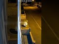 ‎Woman Transforms Into Cat on Empty Street –