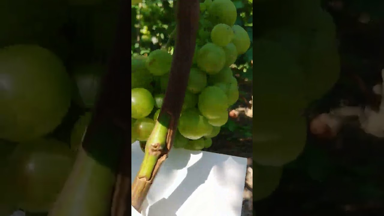 Окулировка почкой без пробуждения.