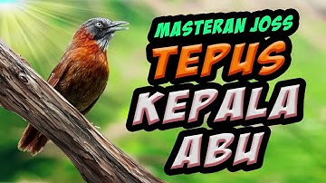 tepus kepala abu masteran viral, jos buat memaster burung kicau lomba - video ilalang tertiup angin
