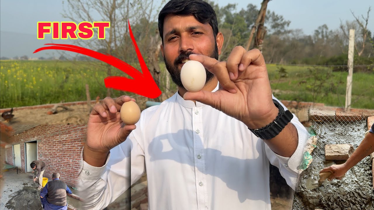 First Egg By My Chick + Excited Moment + Roof For Rabbit Home | Mr Asad