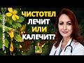 Чистотел: природная сила и важные предостережения