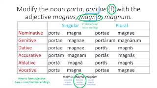 First Declension Adjectives