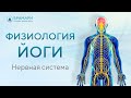 Влияние йоги на нервную систему • Физиология йоги • Йога и нервная система • Влияние йоги на мозг