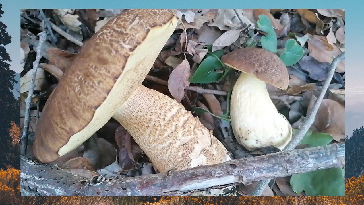 Porcini gialli 8 dicembre 2022 // боровик жовтокоричневий YouTube
