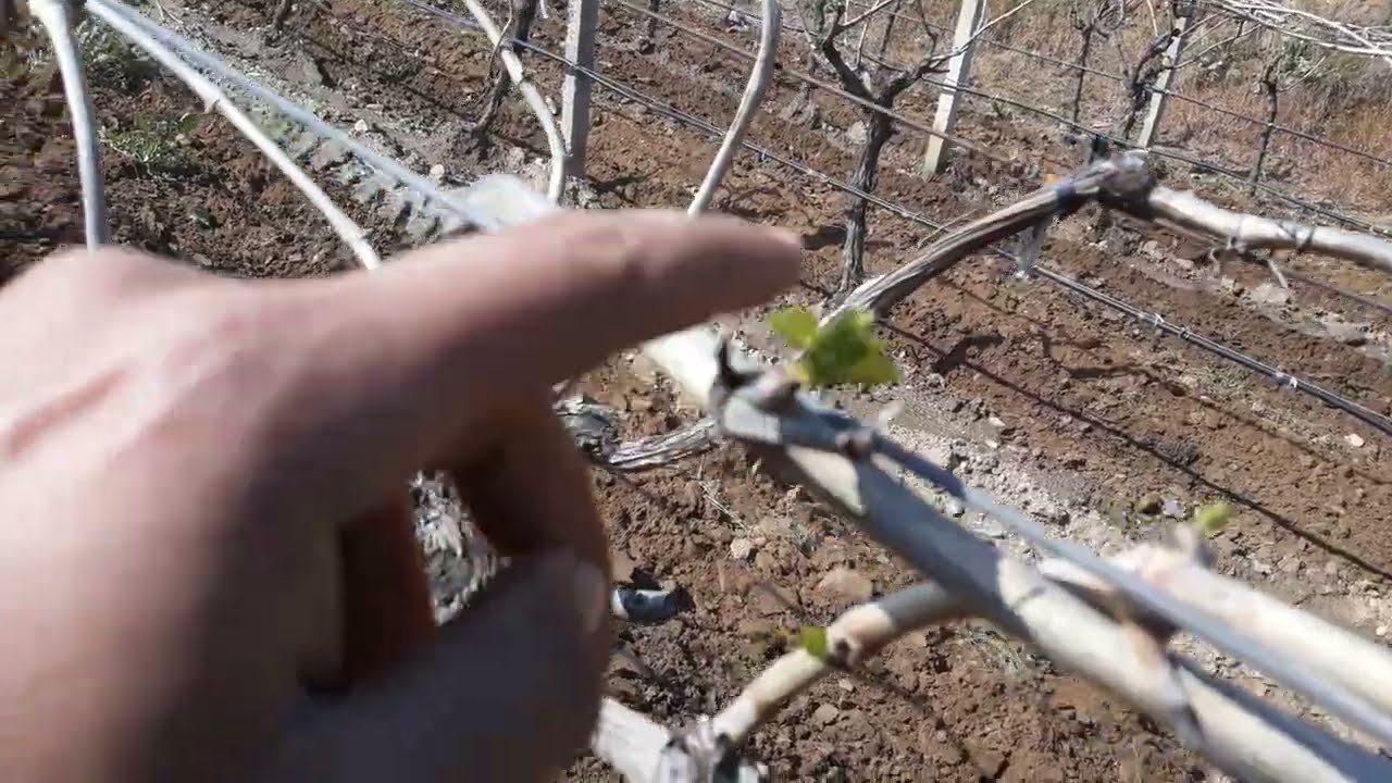 Taşlı bağda 5'li pulluk ile sürdük, don sonrası bağlarda ikinci gözler açılıyor