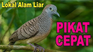 Perkutut Lokal Gacor alam liar iramanya BIKIN CEPAT NYAUT
