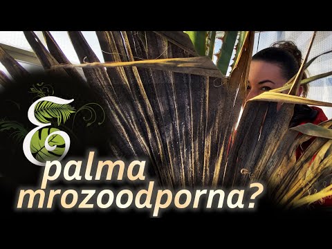 Wideo: Dlaczego palmy wytrzymują huragany?