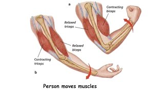 voluntary- muscle ASL